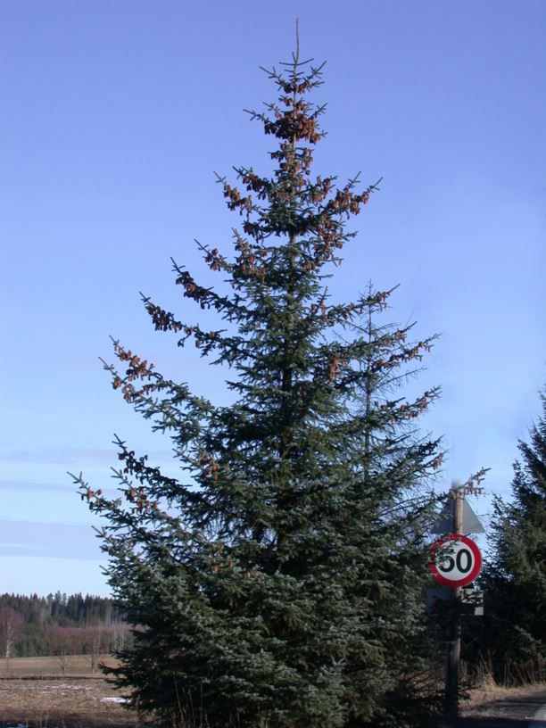 Picea sitchensis - Sitkagran, Sitka Spruce