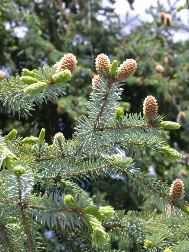 Picea Sitchensis Sitkagran Sitka Spruce Norwegian University Of