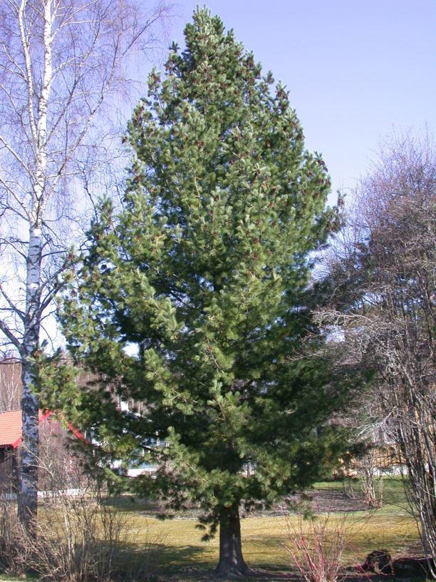 Pinus peuce - Silkefuru, Macedonian Pine