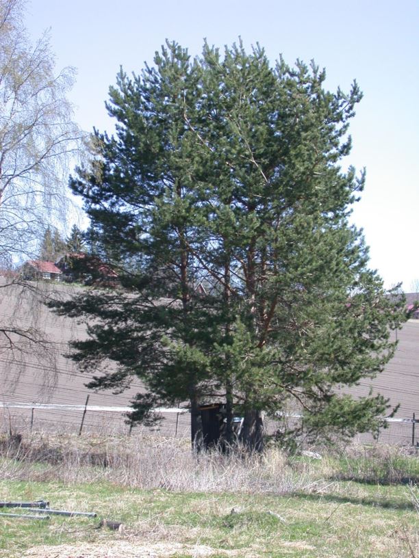 Pinus sylvestris - Furu, Scots Pine