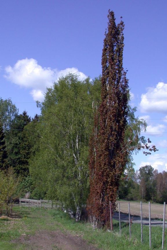 Populus tremula 'Erecta' - Søyleosp