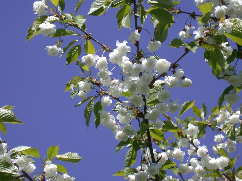 Prunus avium 'Plena' - Søtkirsebær-kultivar