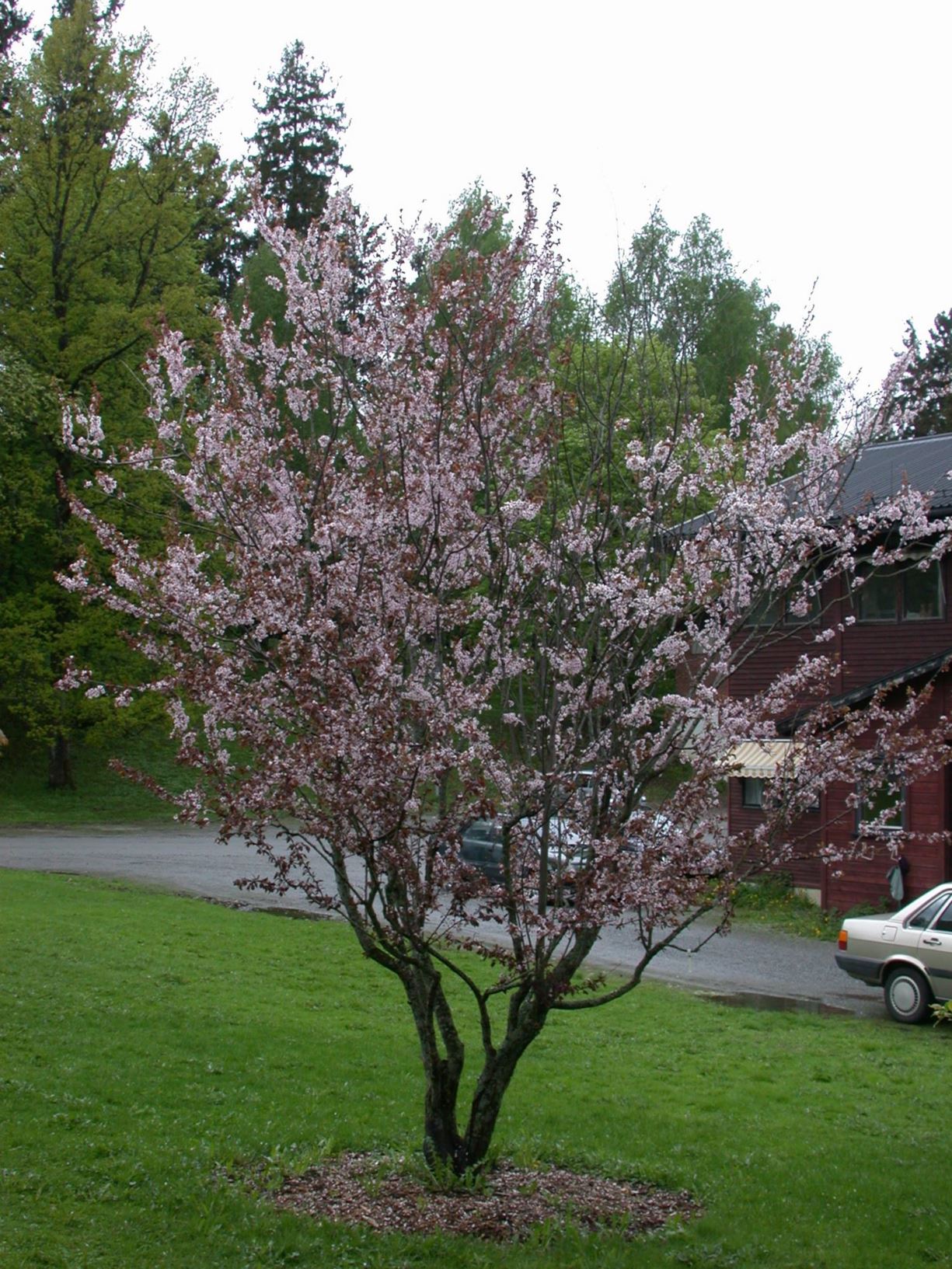 Prunus cerasifera 'Nigra' - Kirsebærplomme-kultivar