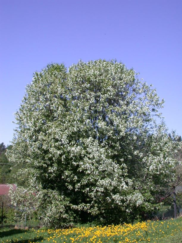 Prunus padus - Hegg, Bird Cherry