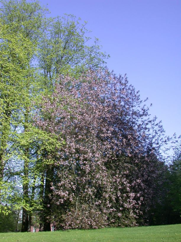 Prunus padus 'Colorata' - Blodhegg