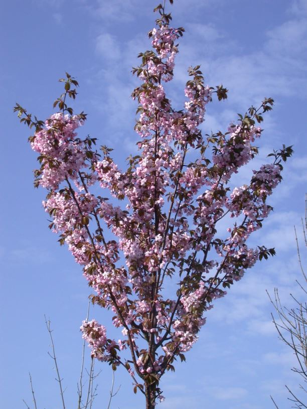 Prunus sargentii - Sargentkirsebær
