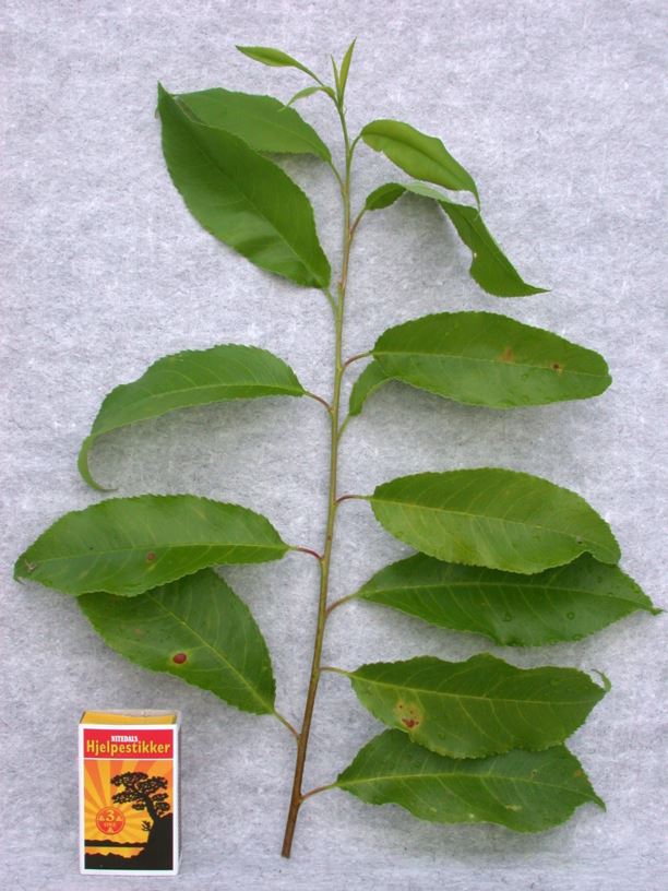 Prunus serotina - Romhegg
