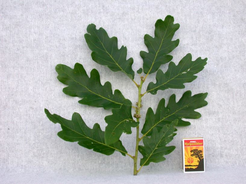 Quercus petraea - Vintereik, Sessile Oak