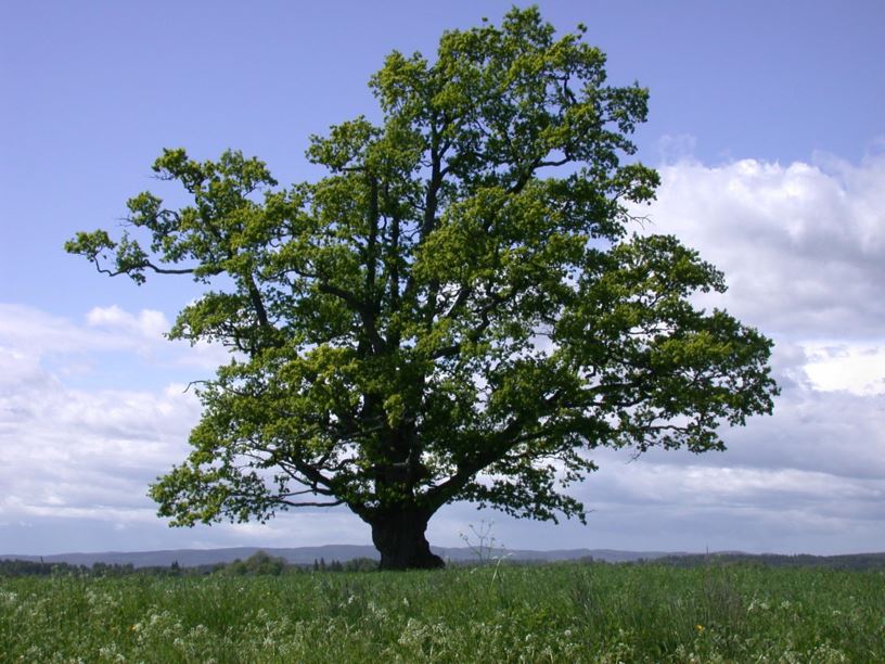 Quercus robur - Sommereik, English Oak