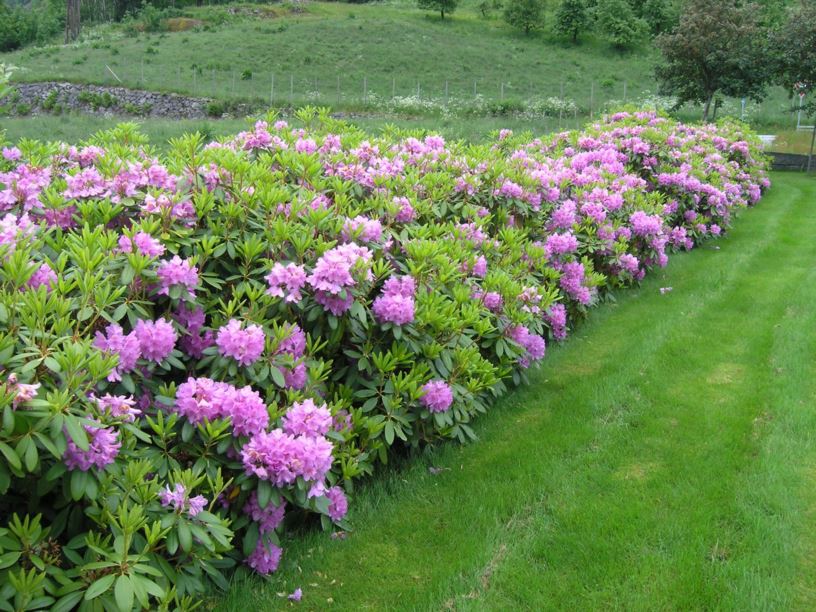 Rhododendron 'Catawbiense Grandiflorum' - Rhododendron-kultivar