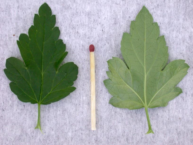 Ribes alpinum - Alperips, Alpine Currant | Norwegian University of Life ...