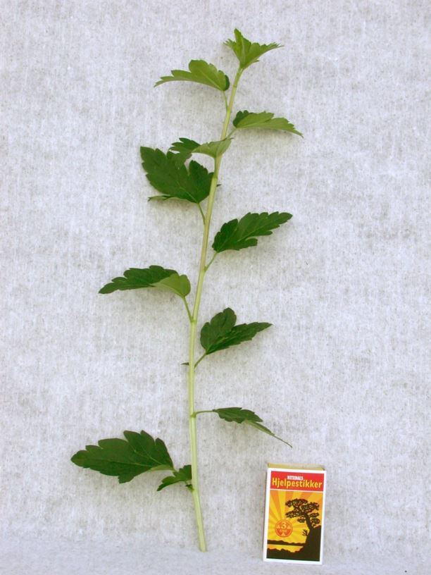 Ribes alpinum - Alperips, Alpine Currant | Norwegian University of Life ...