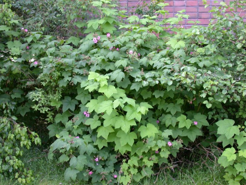 Rubus odoratus - Rosebær, Flowering Raspberry