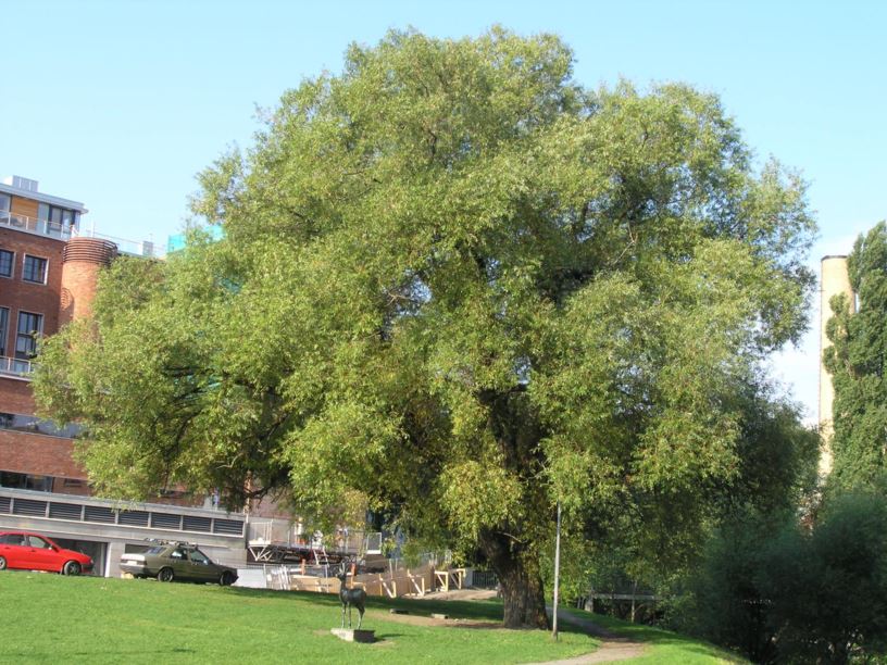 Salix alba - Hvitpil
