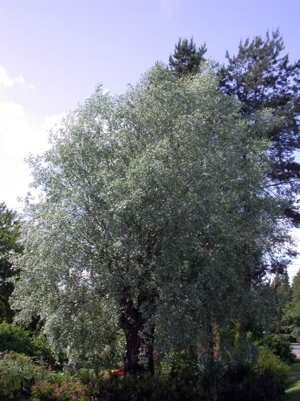 Salix alba 'Sericea' - Sølvpil