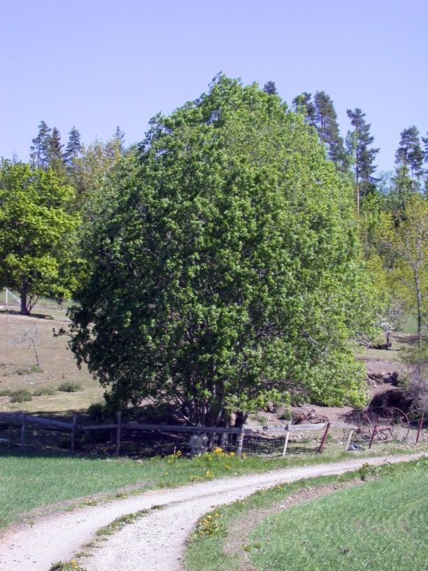 Salix caprea - Selje, Goat Willow