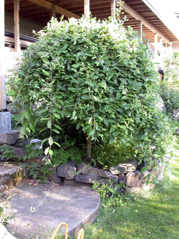 Salix caprea 'Kilmarnock' - Selje-kultivar