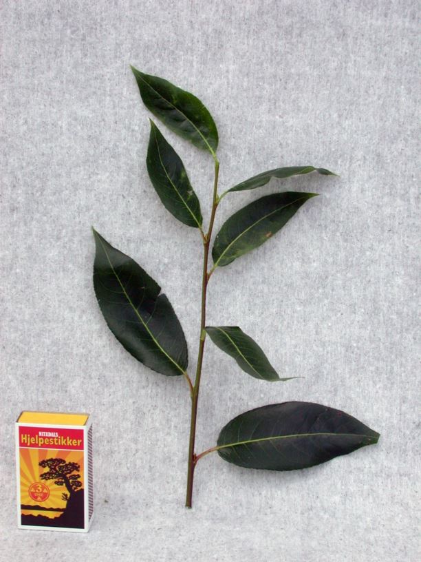 Salix pentandra - Istervier