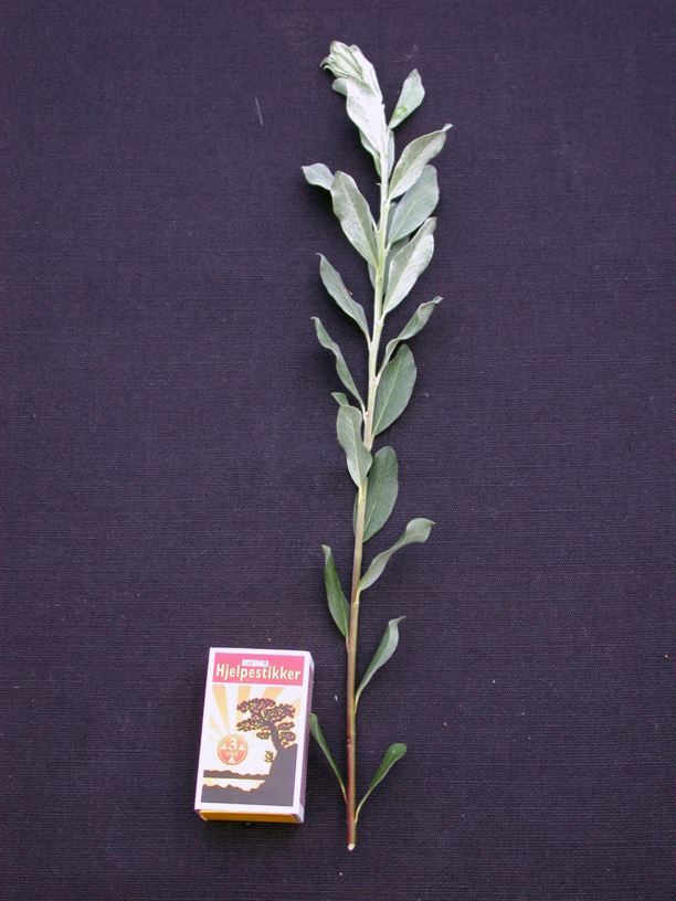 Salix repens - Krypvier