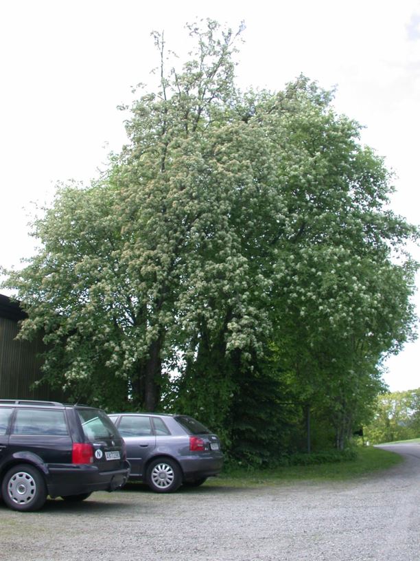 Sorbus aria - Sølvasal, Whitebeam