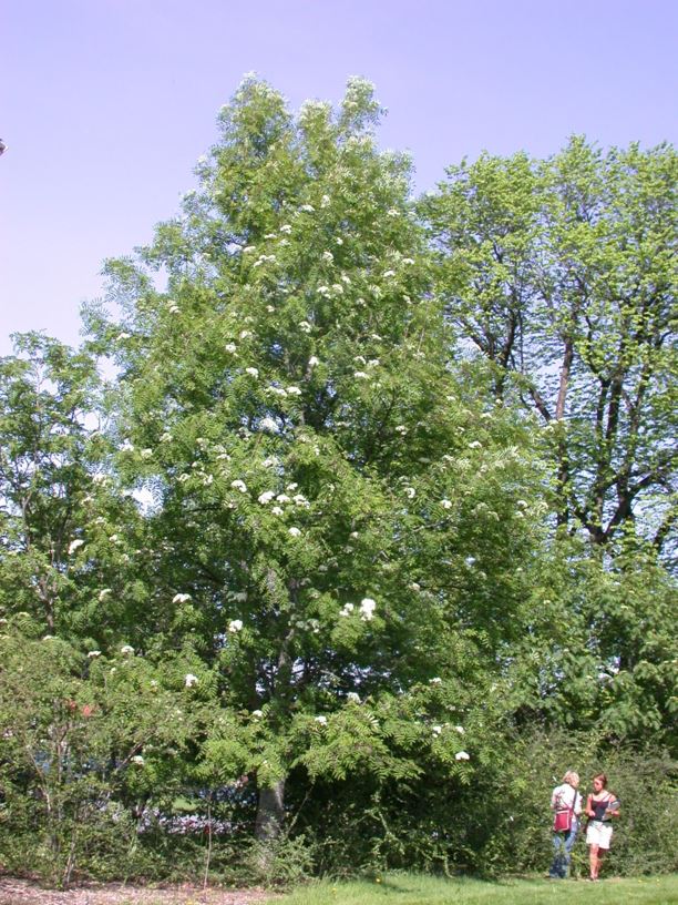 Sorbus aucuparia 'Rosina' - Rogn-kultivar, Rowan