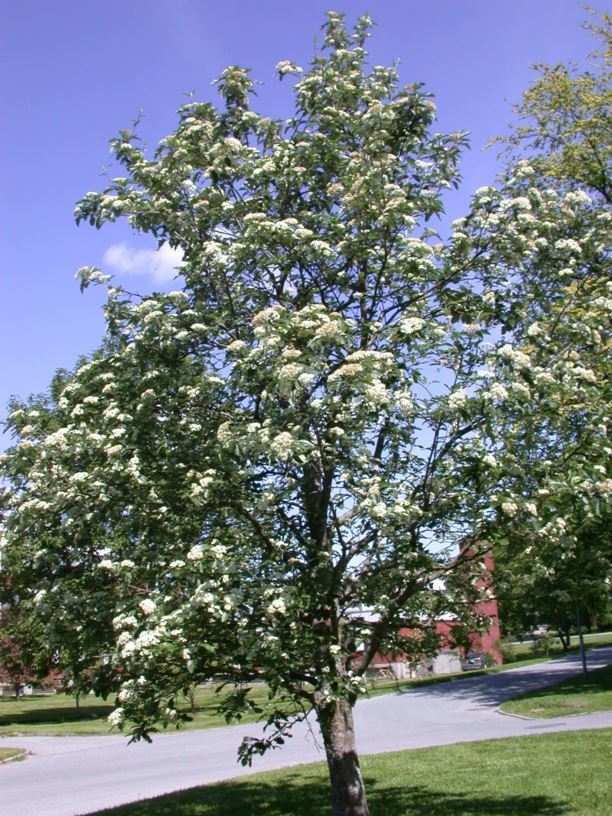 Sorbus hybrida - Rognasal, Hybrid Mountain Ash