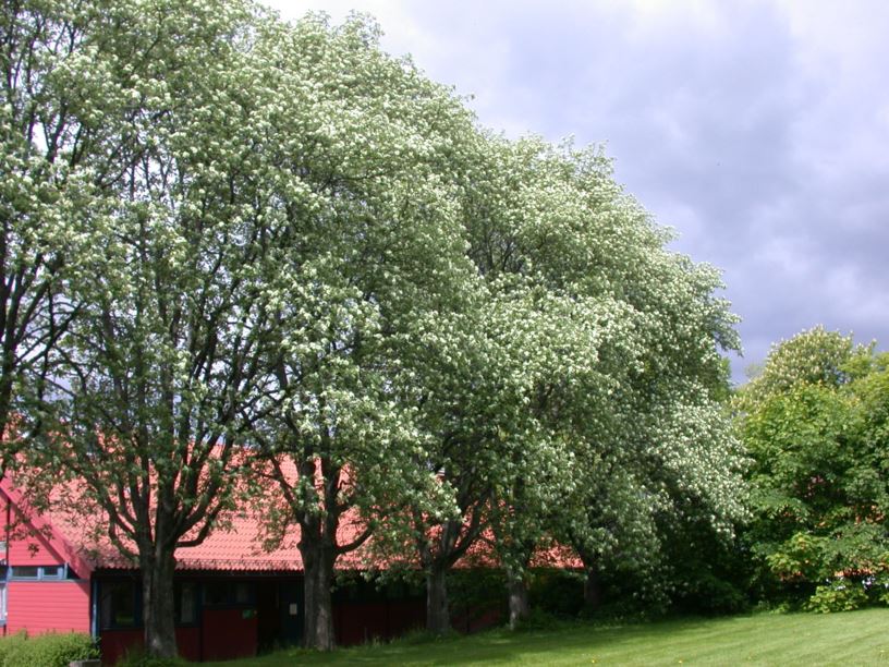 Sorbus intermedia - Svensk asal, Swedish Whitebeam
