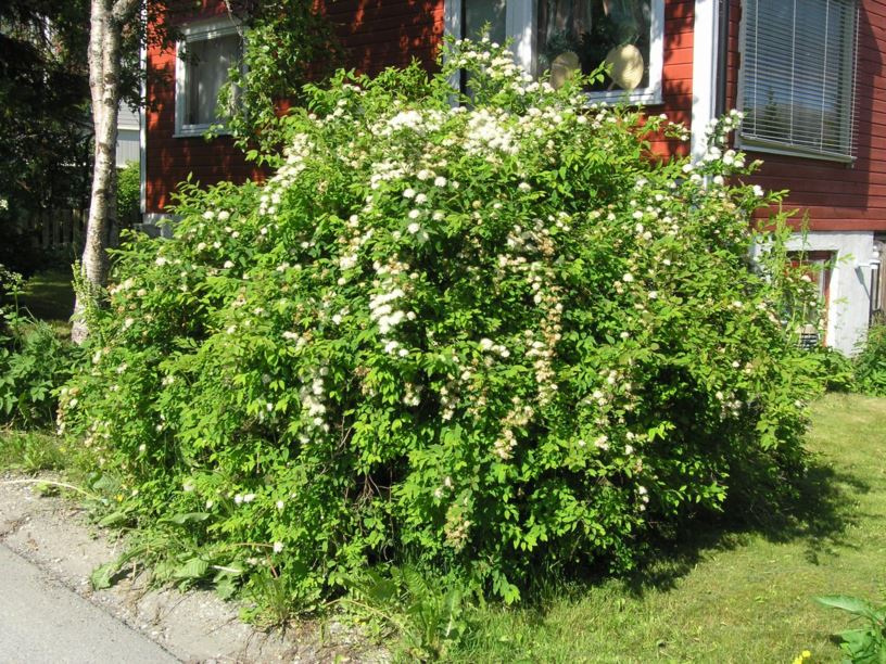 Spiraea chamaedryfolia - Bjarkøyspirea