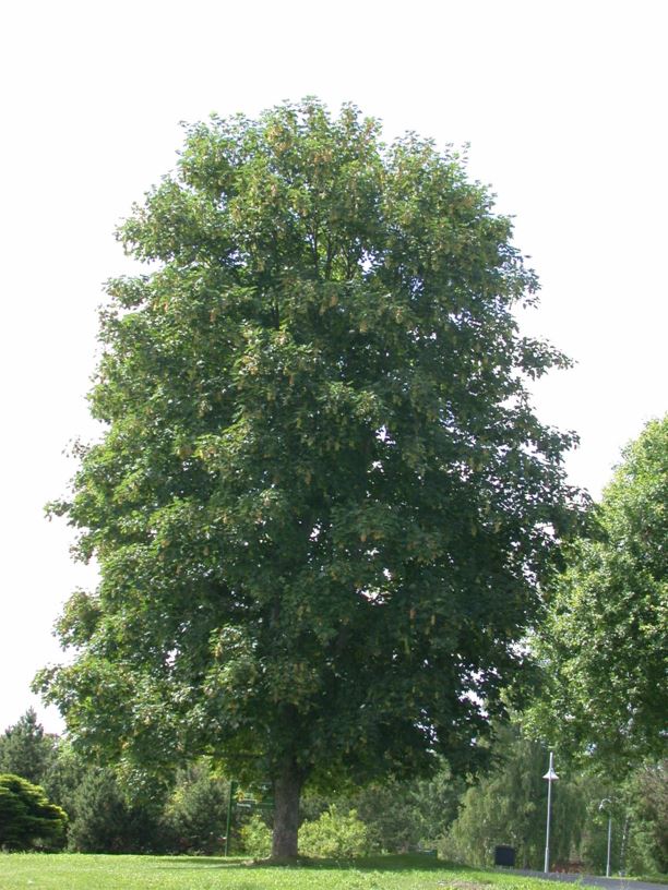 Acer pseudoplatanus - Platanlønn, Sycamore