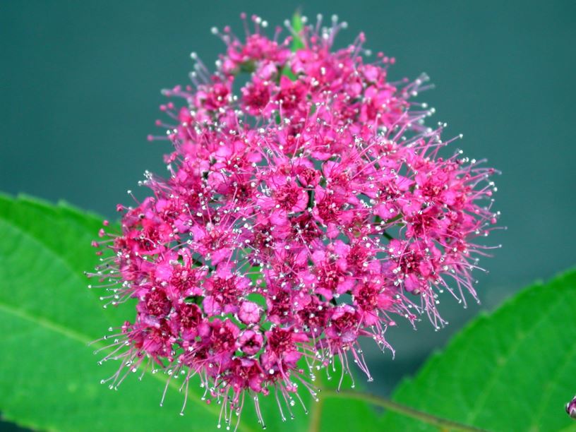 Spiraea japonica 'Froebelii' - Japanspirea-kultivar