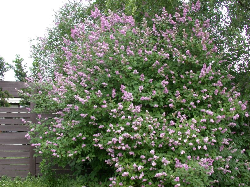 Syringa josikaea - Ungarnsyrin, Hungarian Lilac